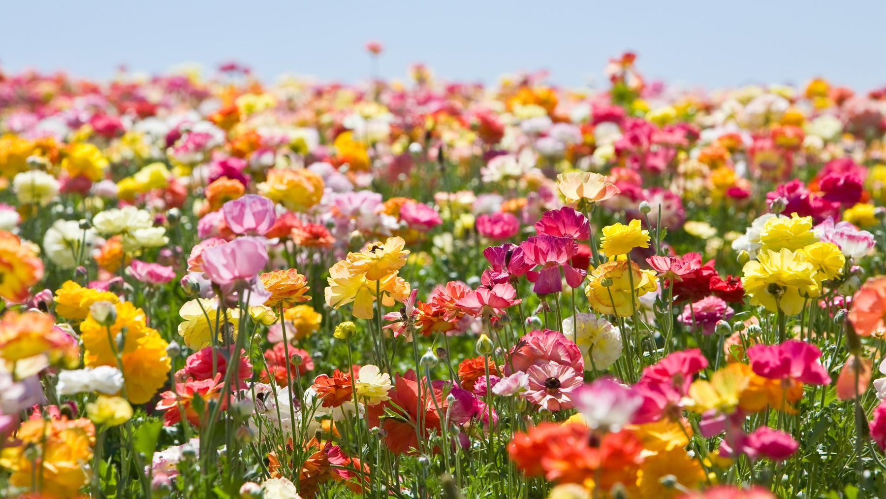 New Greenhouse Opening! Welcome Spring with Baker's Ace Hardware