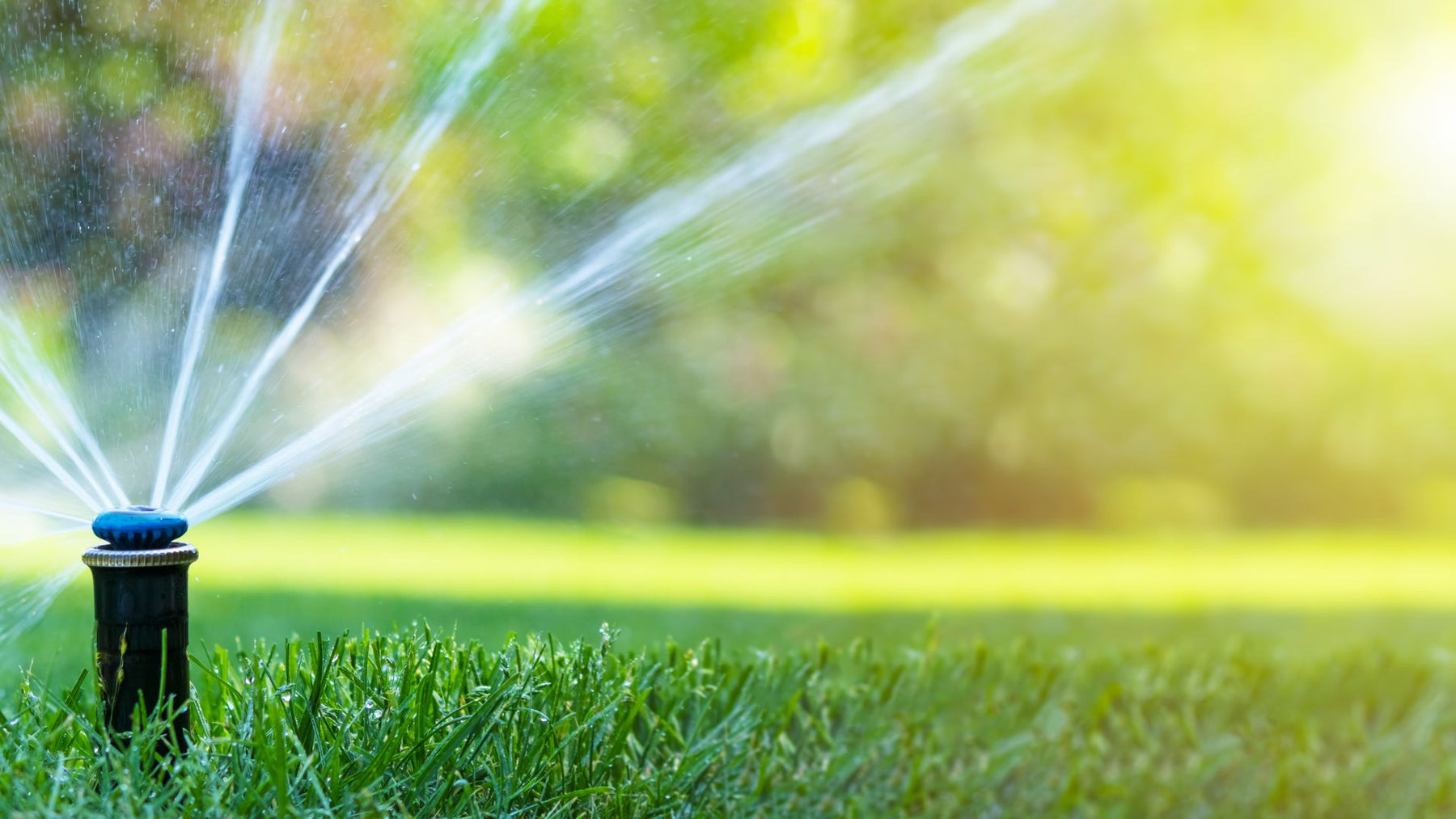 Tips and Tricks for Keeping Your Lawn Green and Healthy This Summer