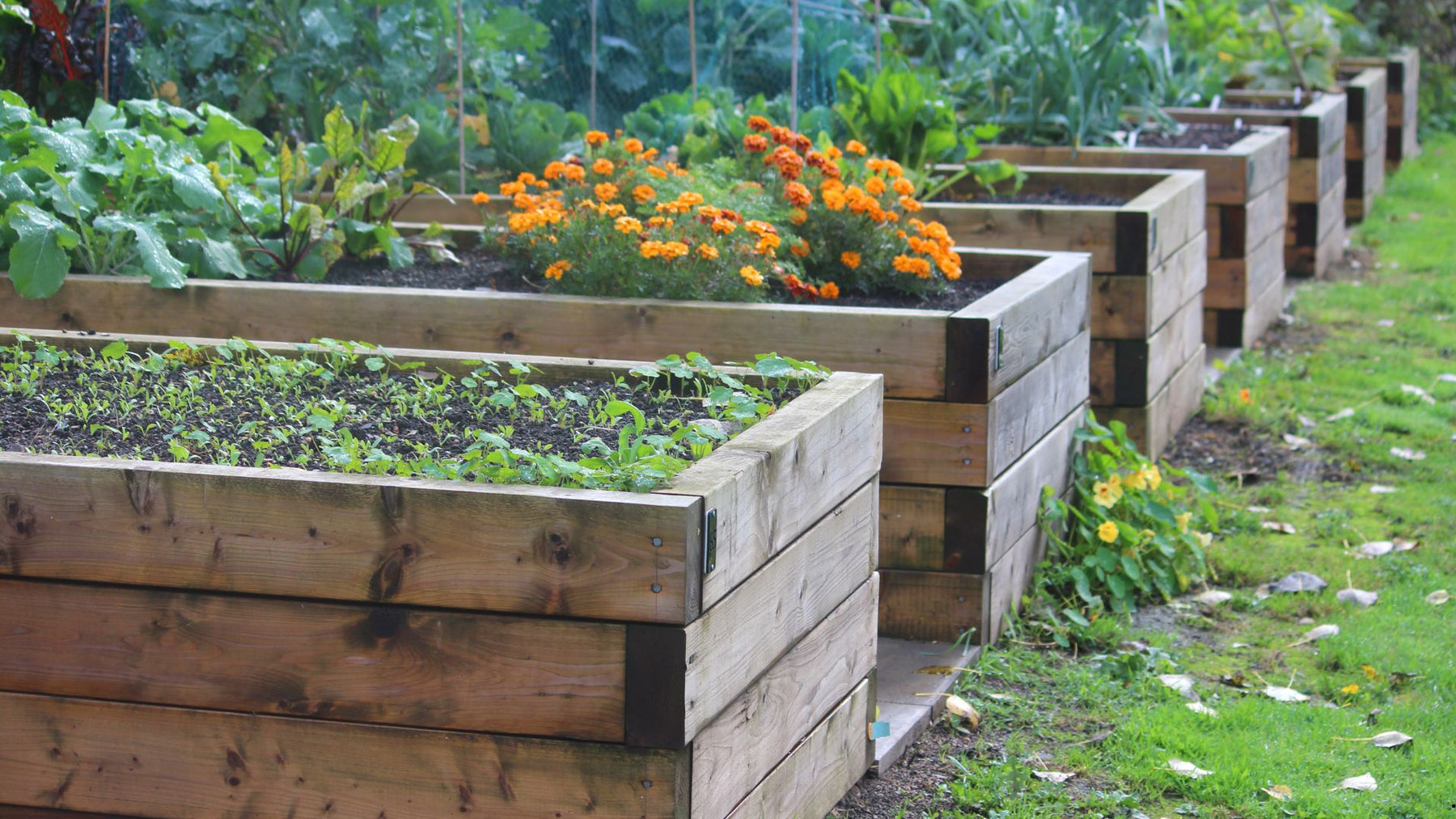 Building a Raised Garden Bed: A Step-by-Step Guide