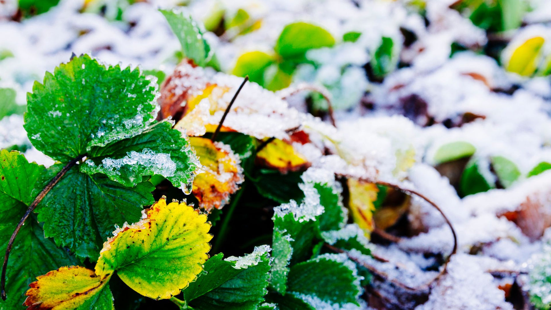 How to Winterize Your Garden: Protecting Perennials and Shrubs
