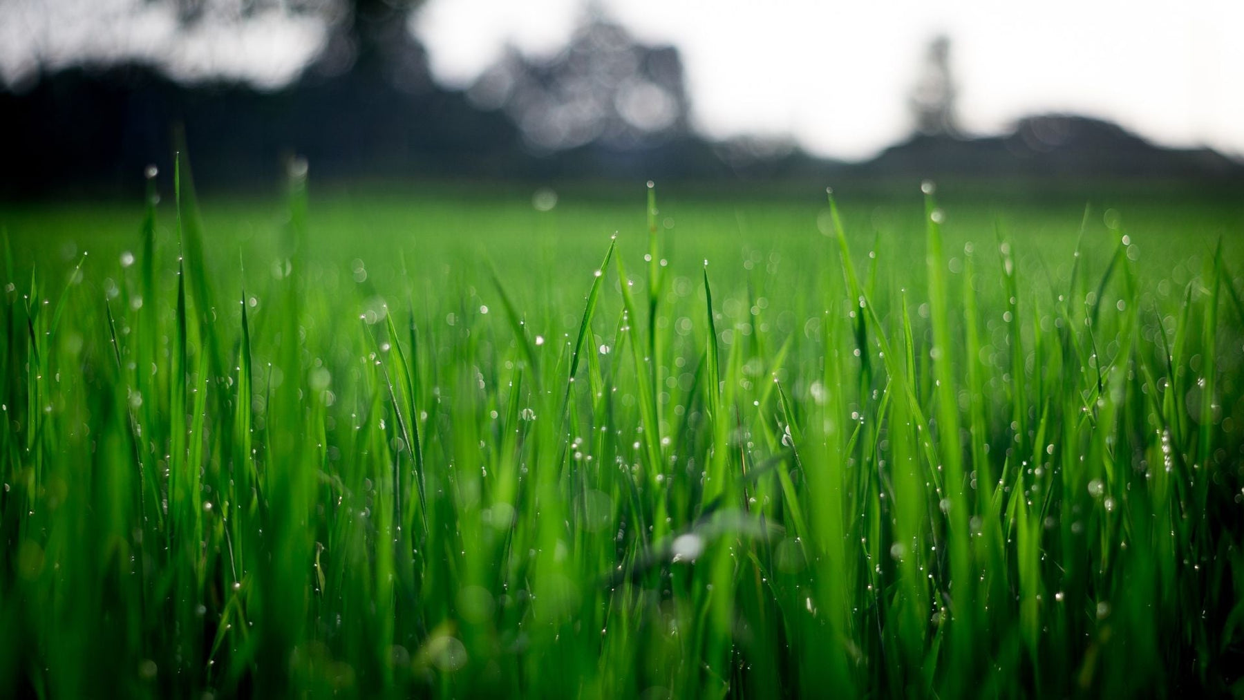 Prepping Your Lawn for Spring: Reseeding, Fertilizing, and Weed Control