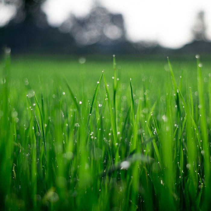 Prepping Your Lawn for Spring: Reseeding, Fertilizing, and Weed Control