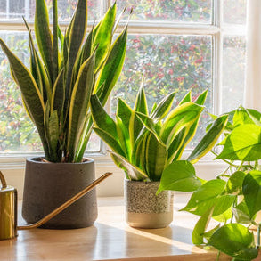 Caring for Indoor Plants During Winter: Keep Your Houseplants Healthy All Season Long