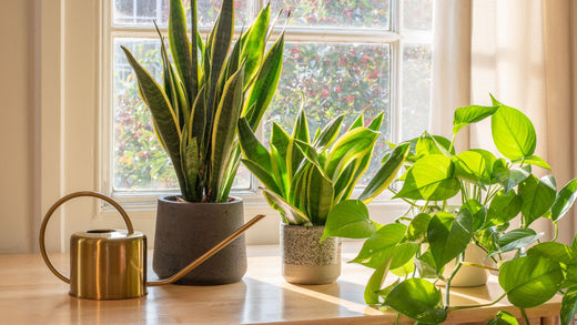 Caring for Indoor Plants During Winter: Keep Your Houseplants Healthy All Season Long