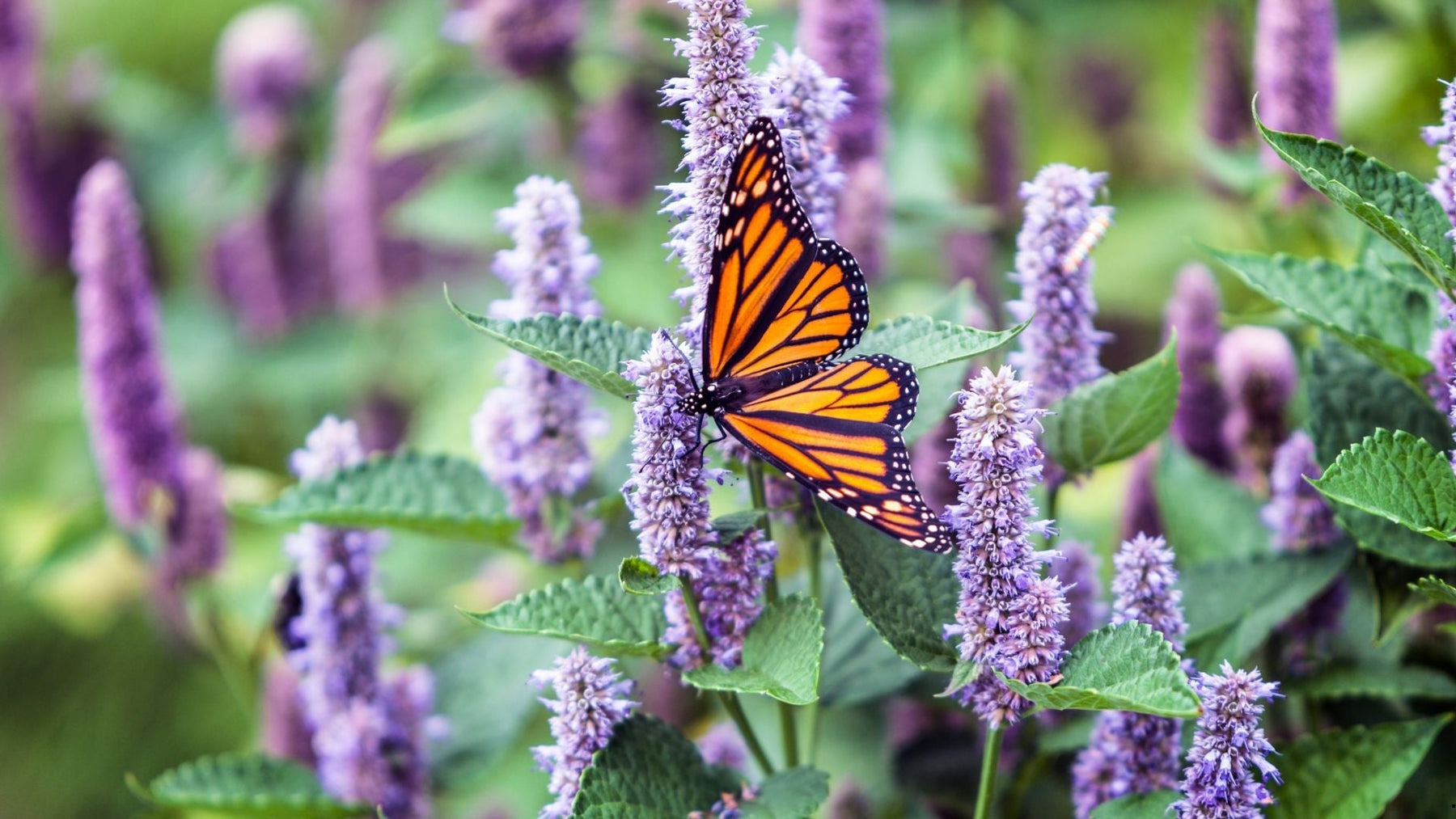 Planting a Pollinator-Friendly Garden: Flowers and Plants that Attract Bees and Butterflies