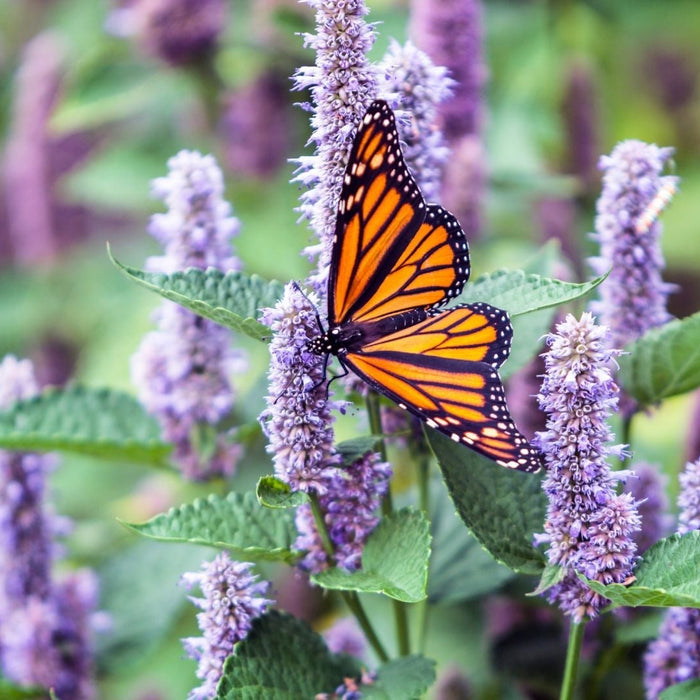 Planting a Pollinator-Friendly Garden: Flowers and Plants that Attract Bees and Butterflies
