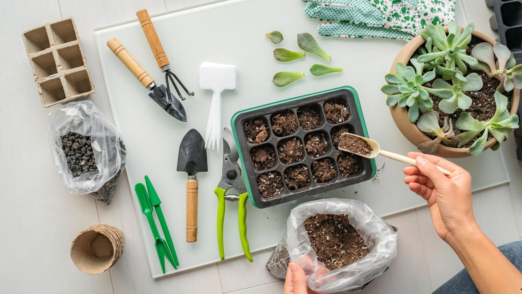 Seed Starting Made Simple: How to Grow Your Garden Indoors Before the Frost Clears