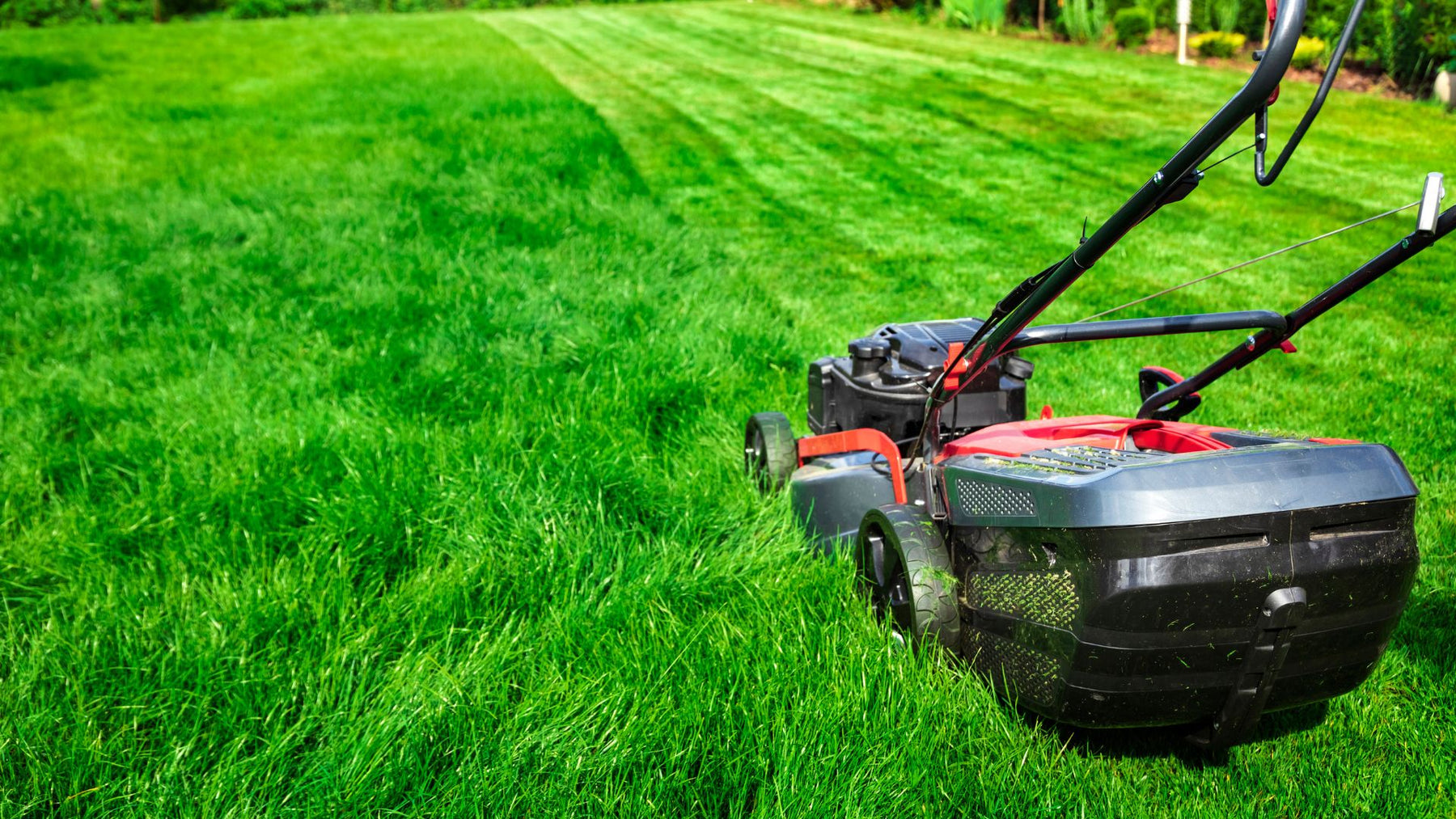 Year-Round Lawn Care Guide for a Luscious Lawn