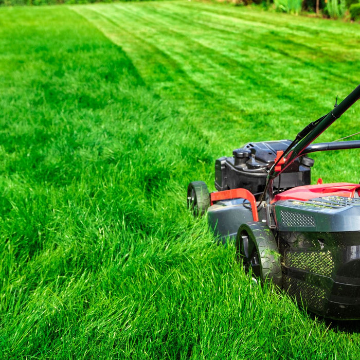 Year-Round Lawn Care Guide for a Luscious Lawn
