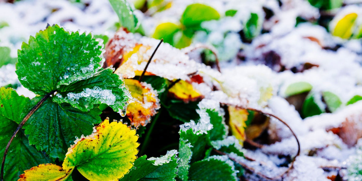 How to Winterize Your Garden Protecting Perennials and Shrubs — Baker
