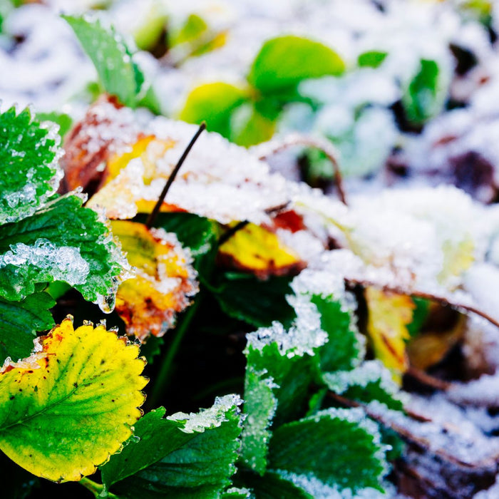 How to Winterize Your Garden: Protecting Perennials and Shrubs