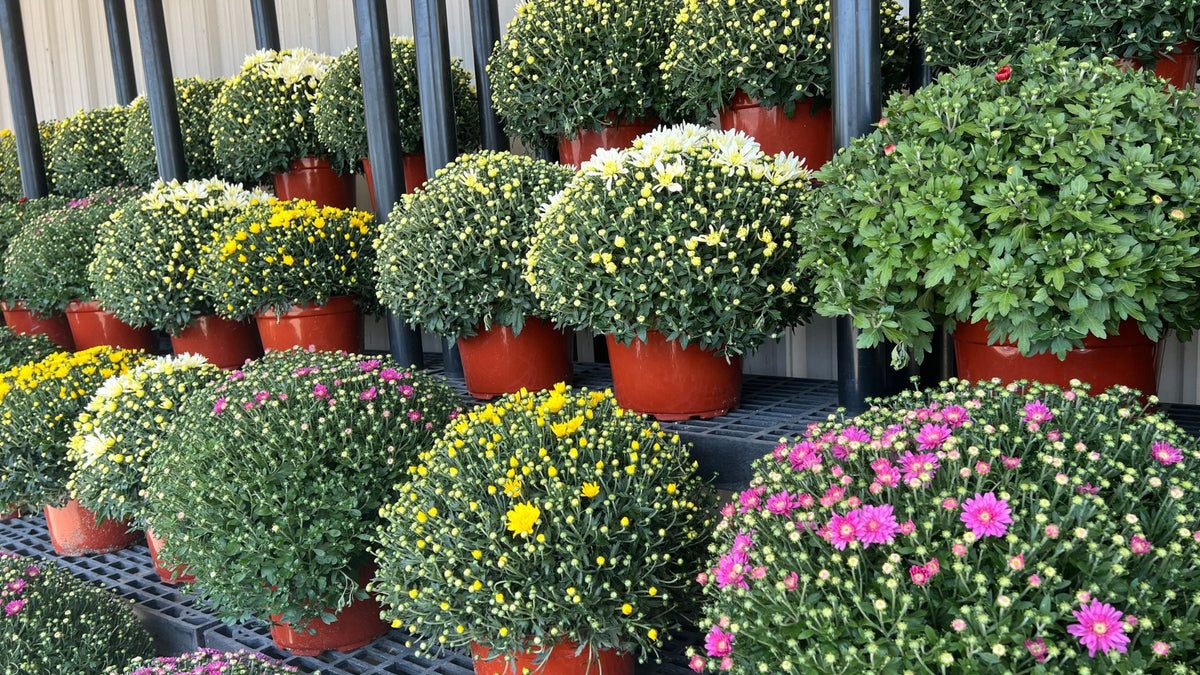 Baker's Ace Mum Sale Hardy Mums for 7.99 or 4 for 30! — Baker's Ace