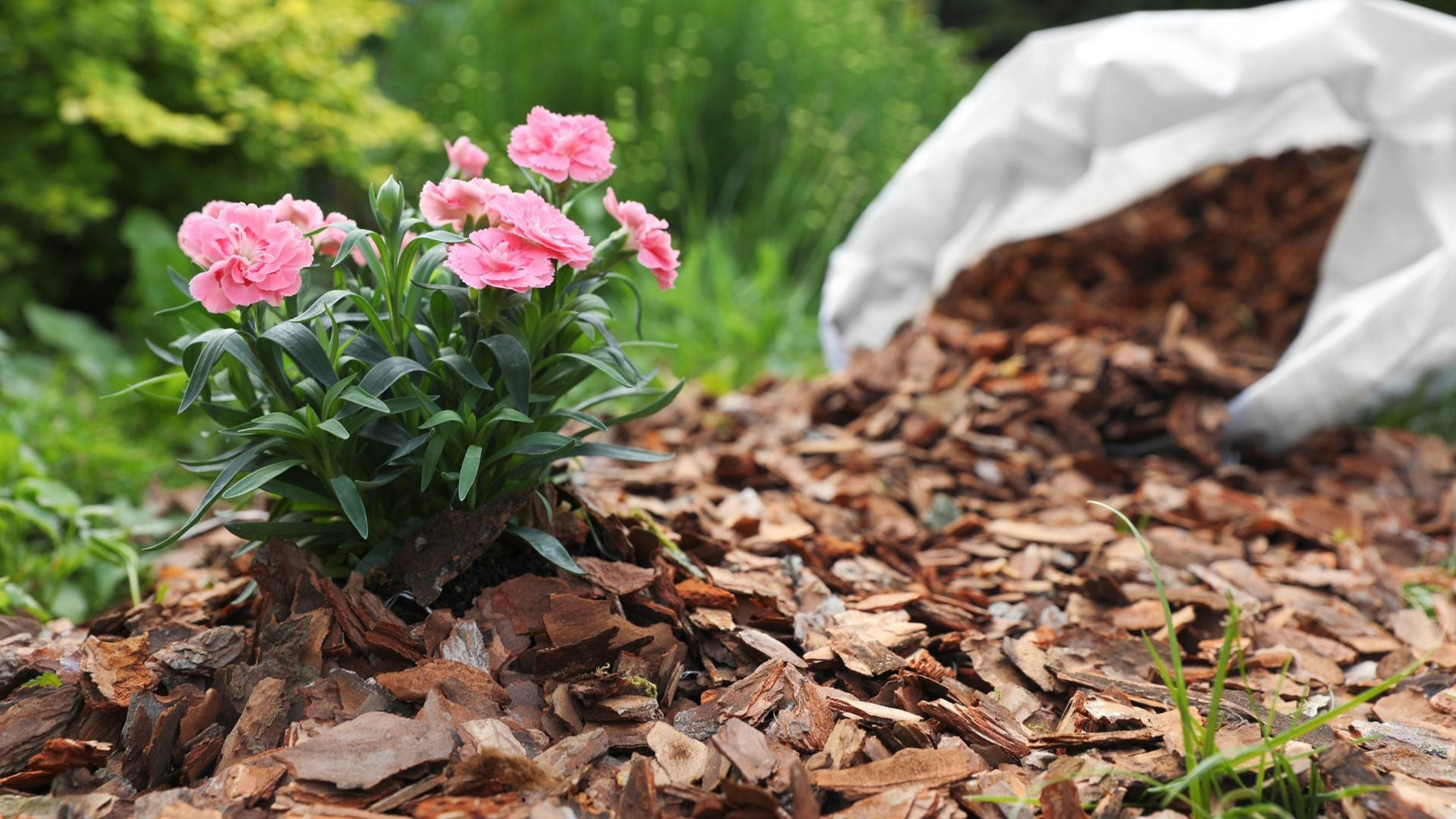 Mulching 101: When, Why, and How to Mulch Your Garden for a Healthier Yard