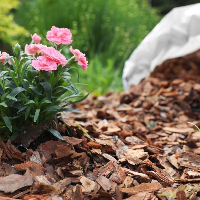 Mulching 101: When, Why, and How to Mulch Your Garden for a Healthier Yard