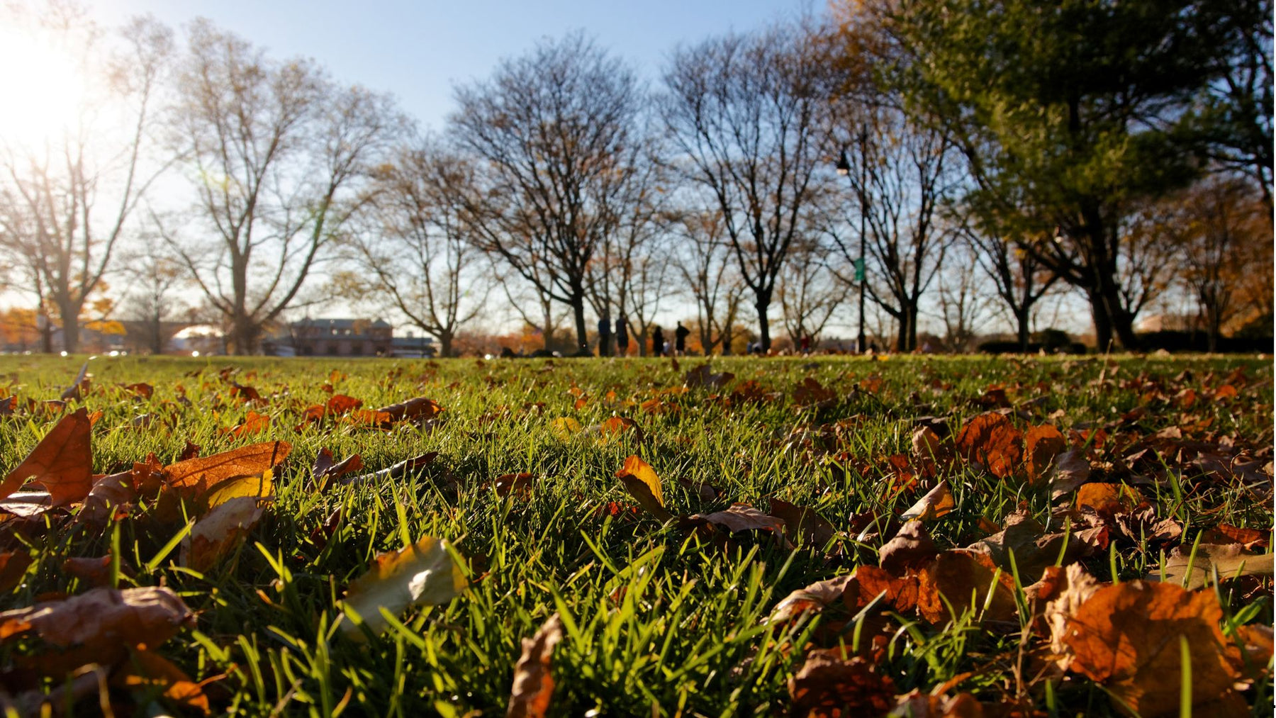 Summer to Fall Lawn Care Tips: Keep Your Lawn Healthy All Year Round